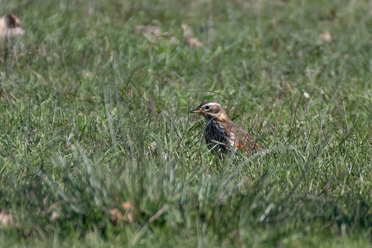 Redwing - ML530184511