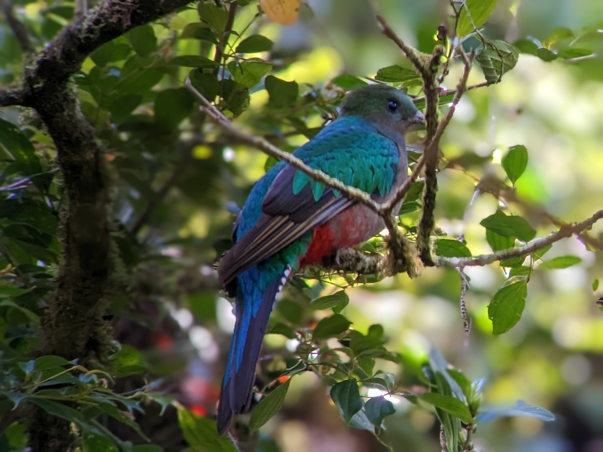 Resplendent Quetzal - ML530184881