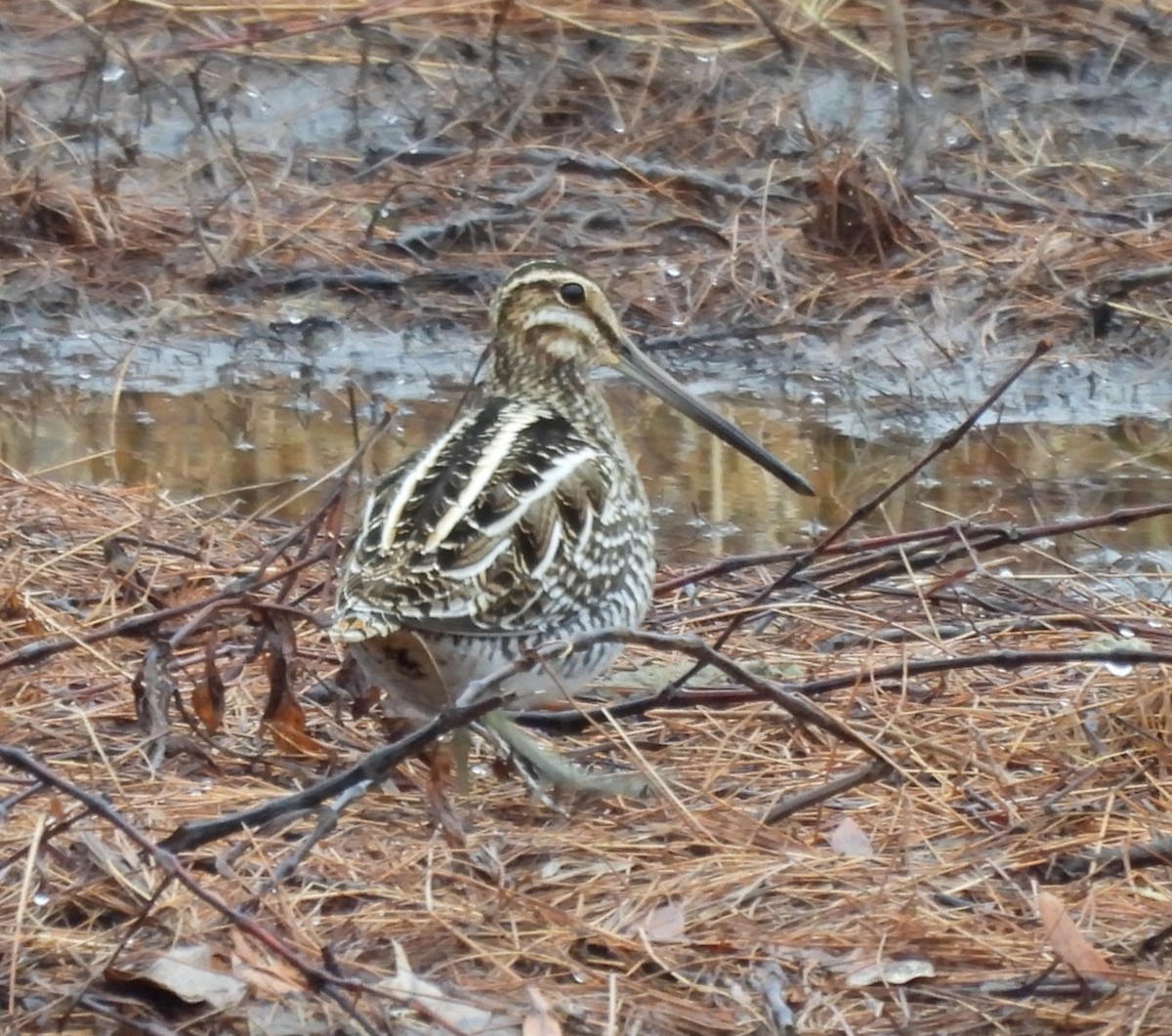 Wilson's Snipe - ML530185281