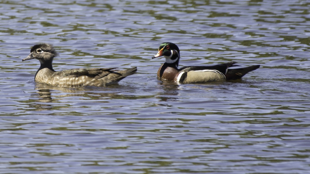 Wood Duck - ML53018601