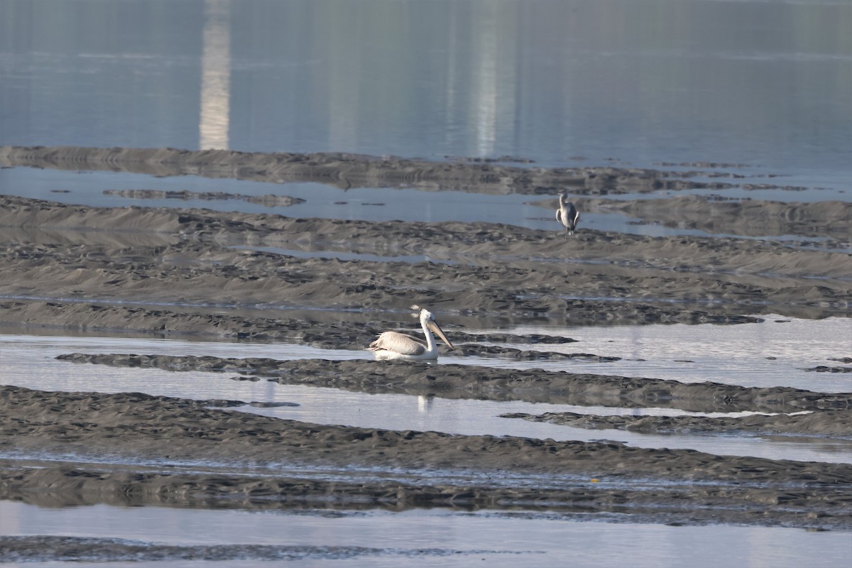 Pellicano riccio - ML530186151