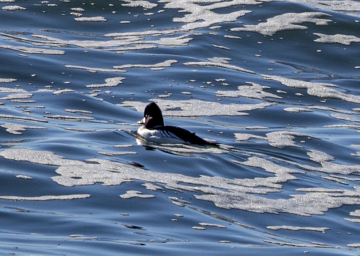 Common Goldeneye - ML530186421