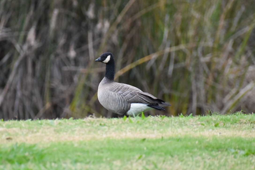 Cackling Goose (minima) - D K