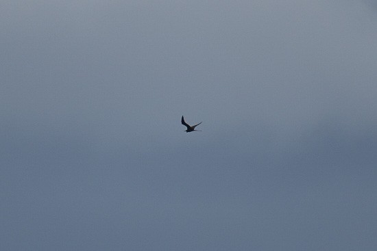 Great Frigatebird - ML530187761