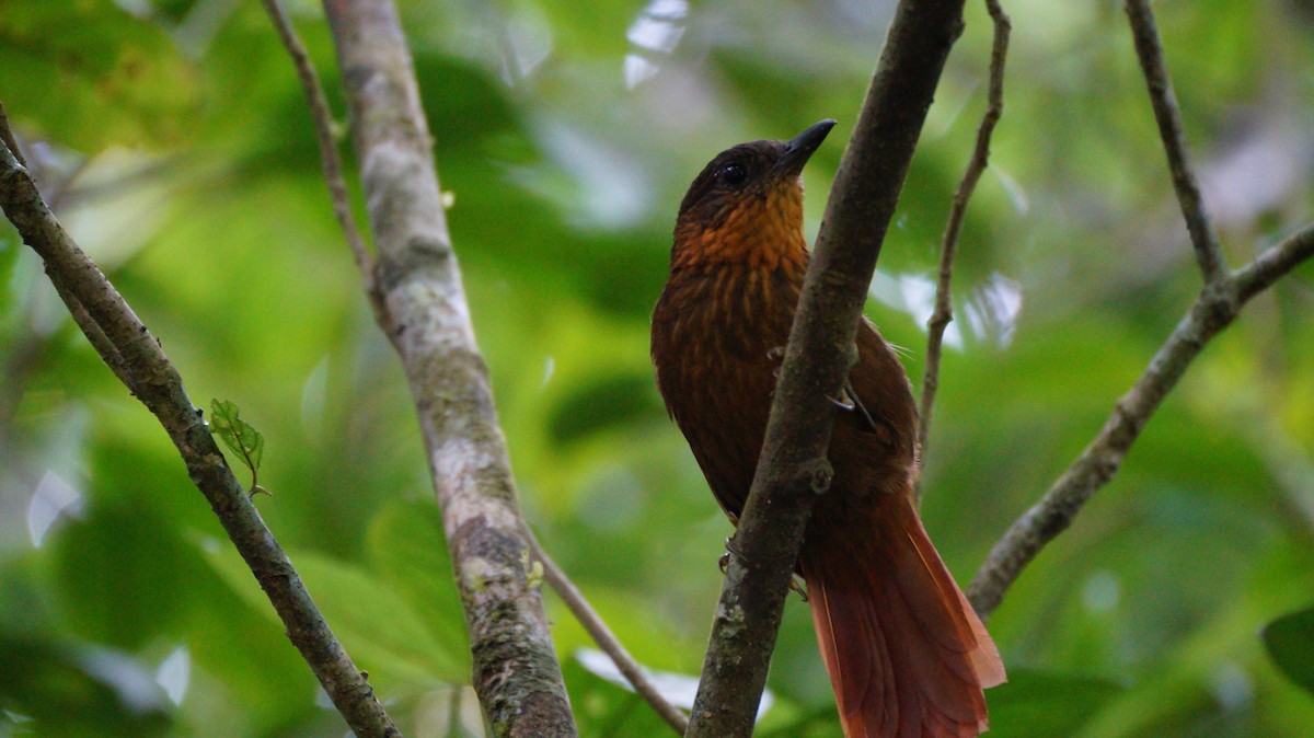 Streak-breasted Treehunter - ML530188121