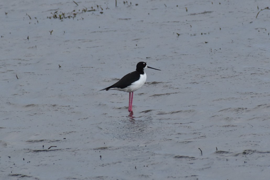 Black-necked Stilt - ML530188191