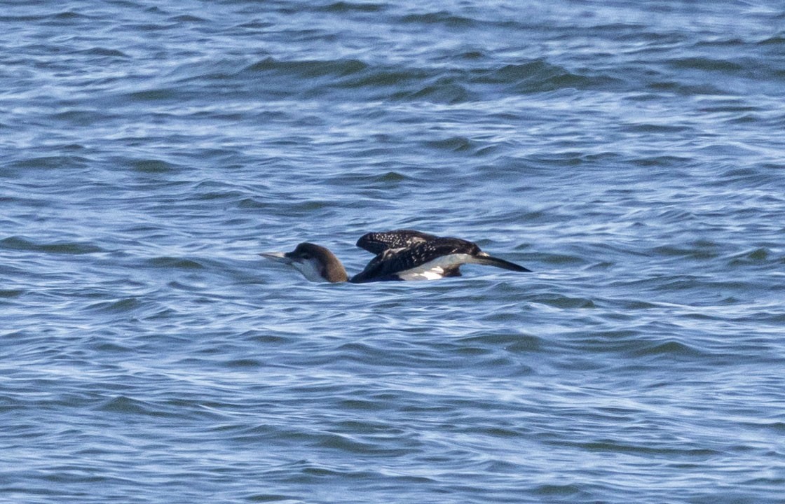 Red-throated Loon - ML530188351