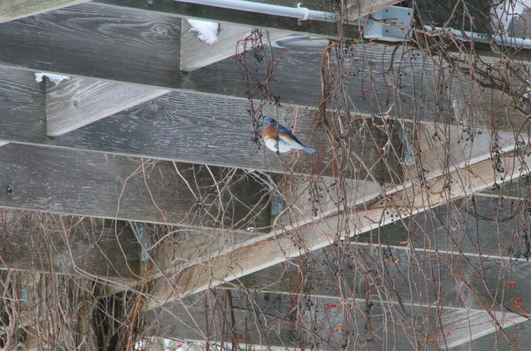 Eastern Bluebird - ML530188431