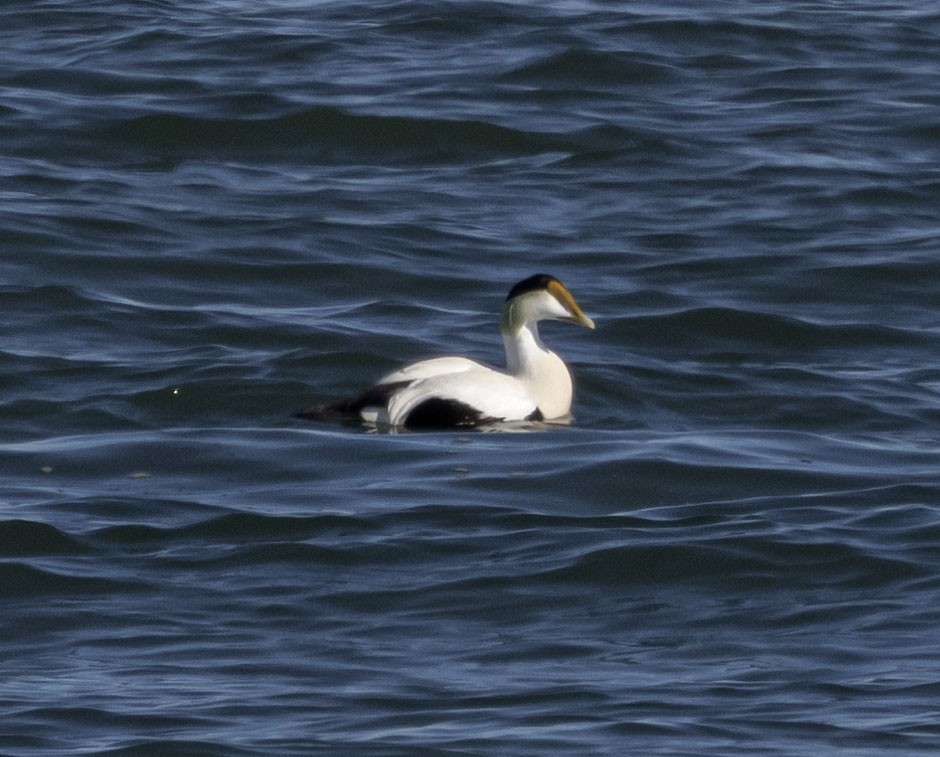 Common Eider - ML530189191