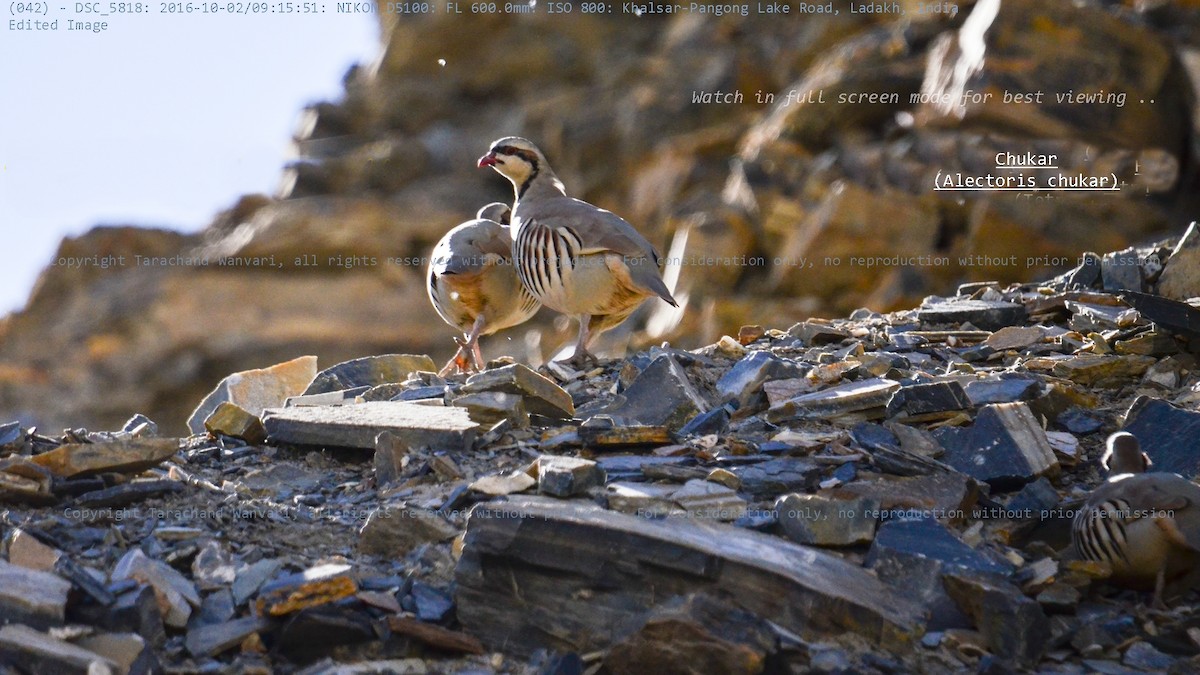 Chukar - ML53019031