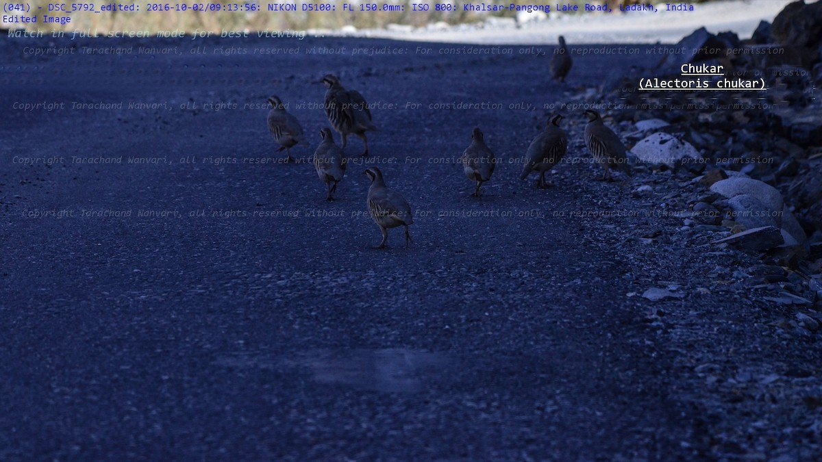 Chukar - ML53019041