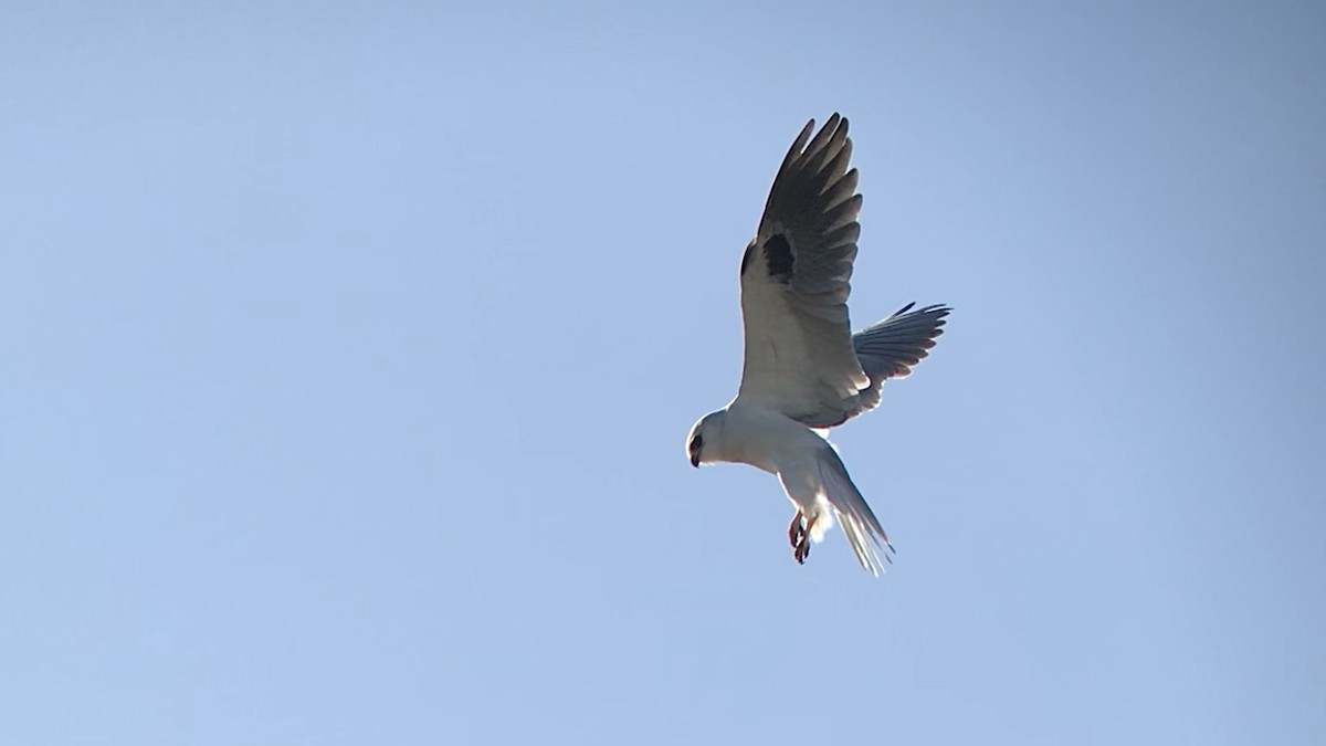 White-tailed Kite - ML530190671