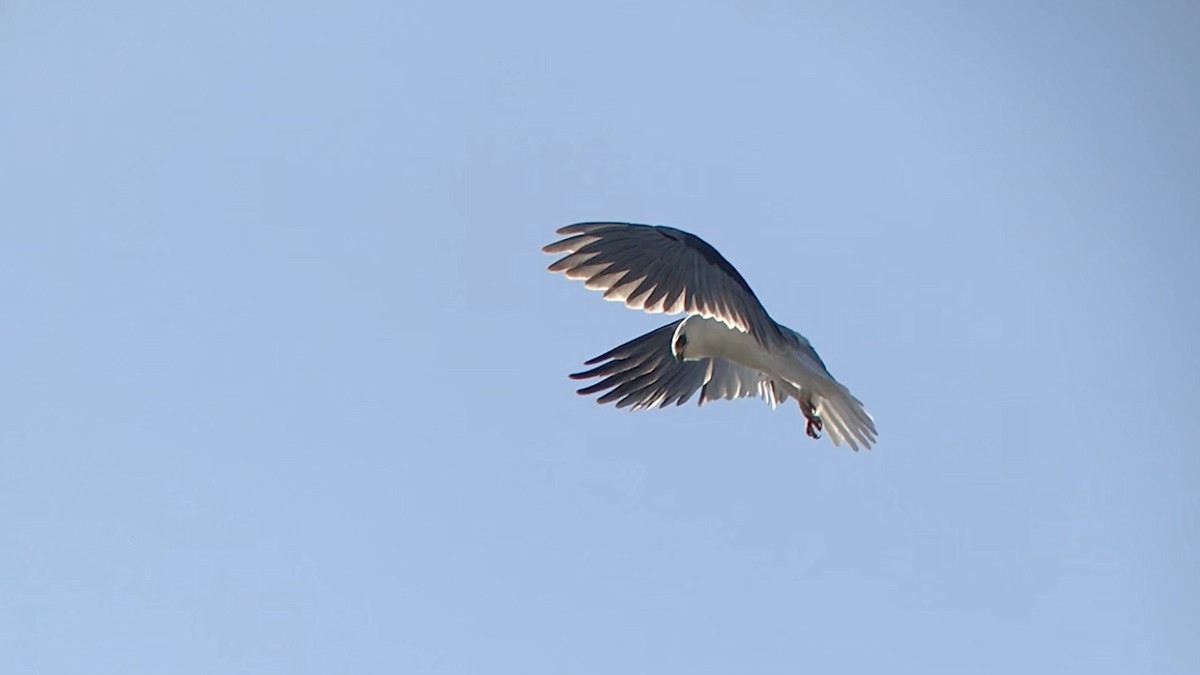 White-tailed Kite - ML530190681