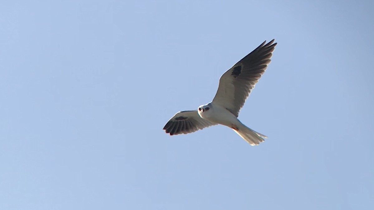White-tailed Kite - ML530190691