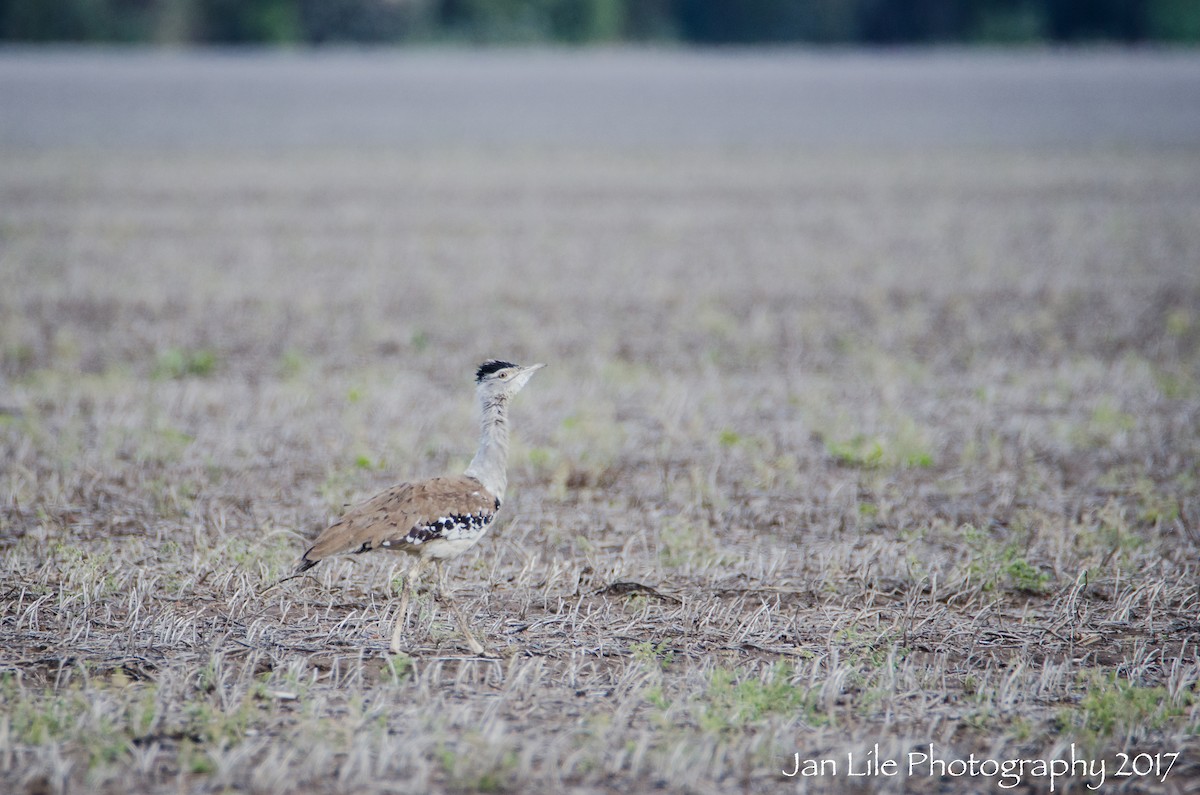 Australian Bustard - ML53019101