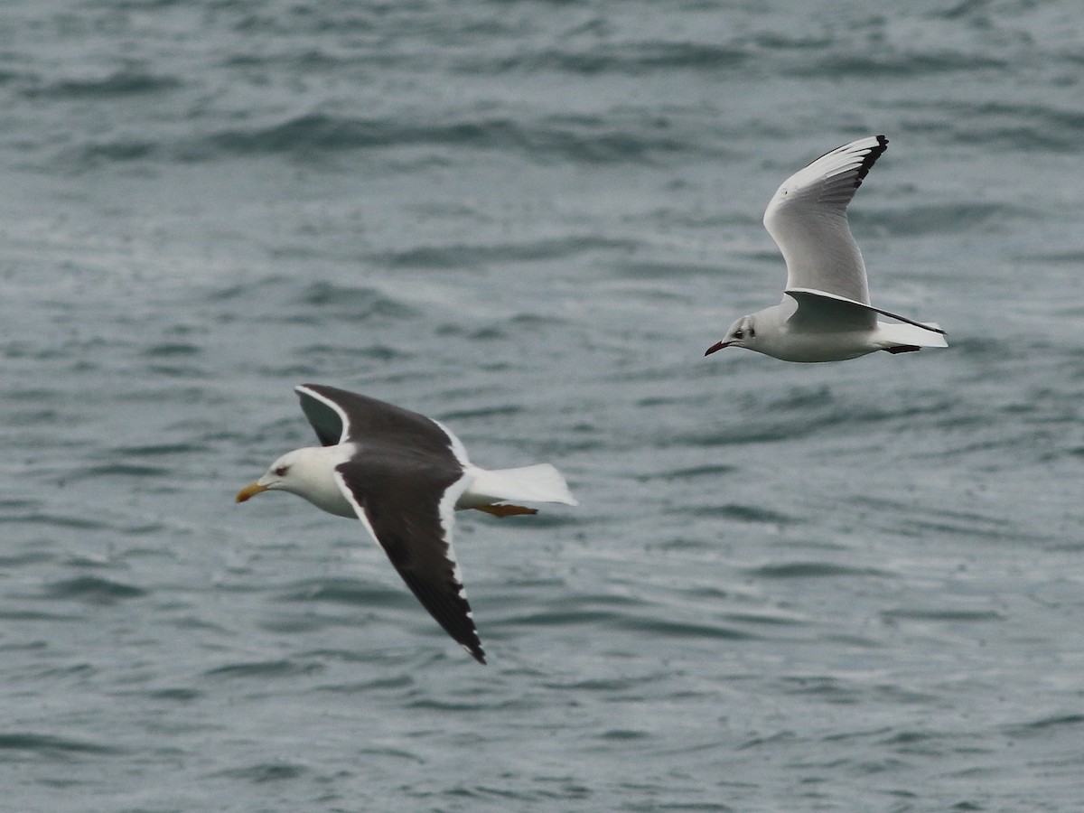 Lesser Black-backed Gull (intermedius) - Barak Granit