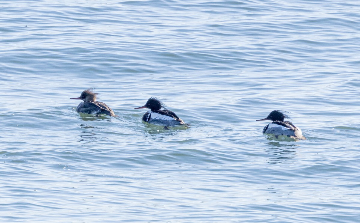 Red-breasted Merganser - ML530192191