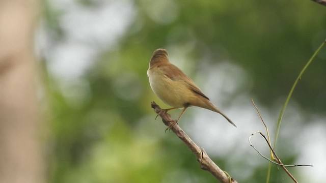 Paddyfield Warbler - ML530193171