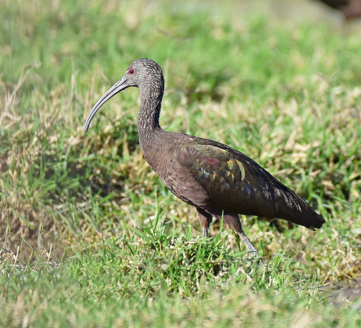 ibis americký - ML530193411