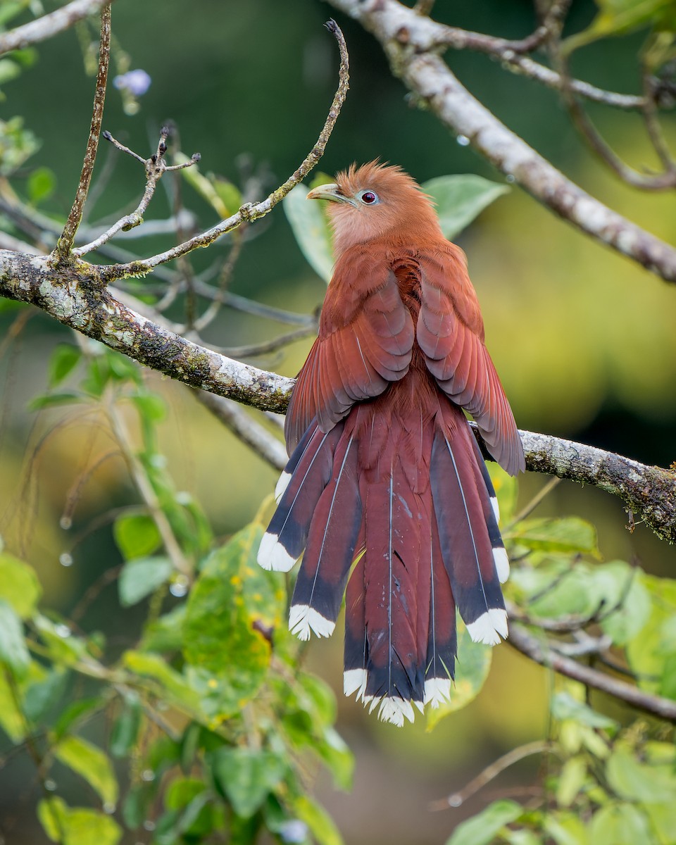 Squirrel Cuckoo - ML530194371