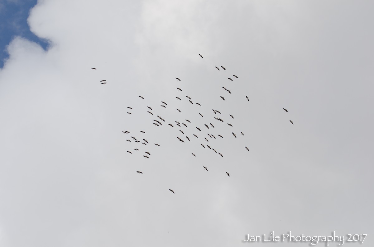 Straw-necked Ibis - ML53019491