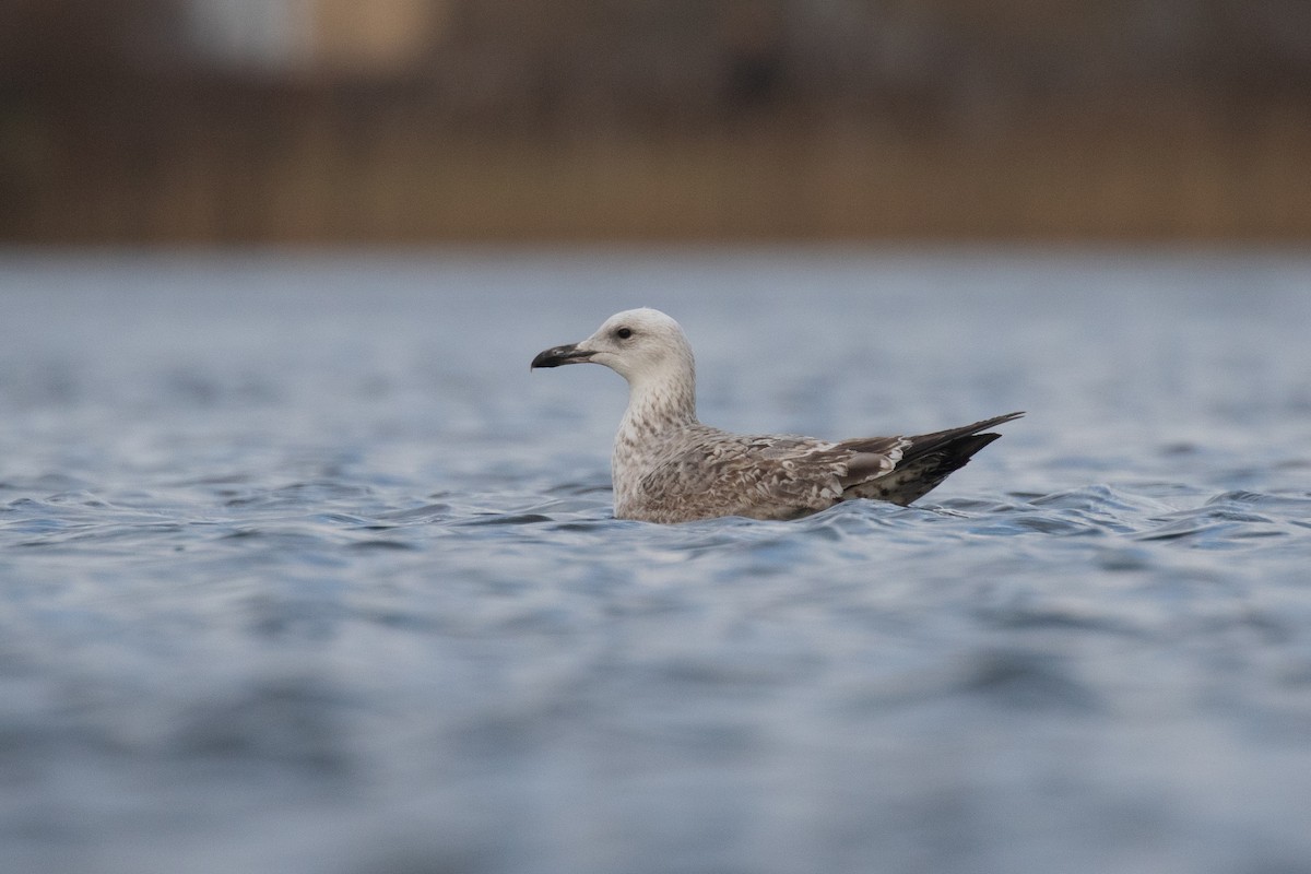 Caspian Gull - ML530195571