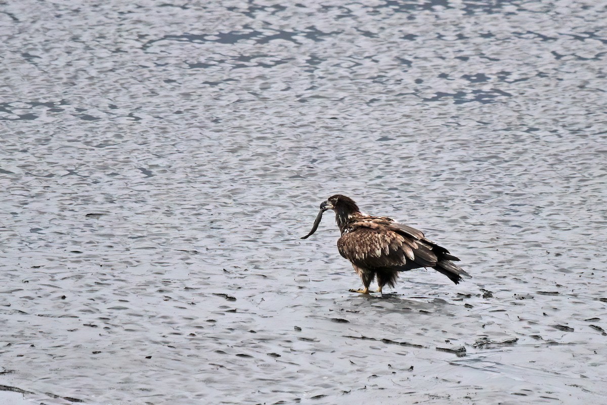 Weißkopf-Seeadler - ML530196081