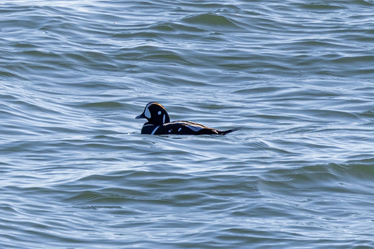 Harlequin Duck - ML530196721