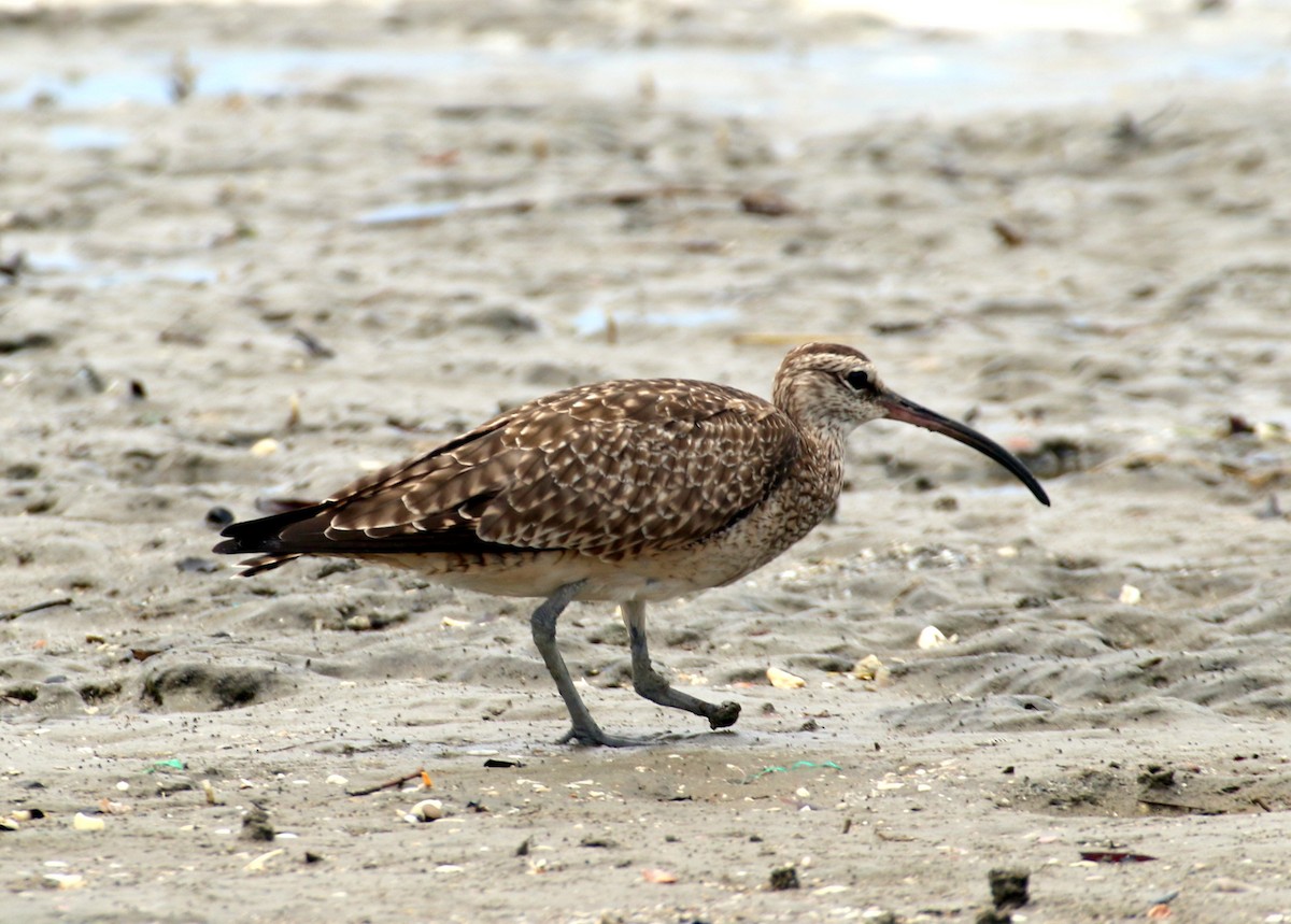 Whimbrel (Hudsonian) - ML530197531