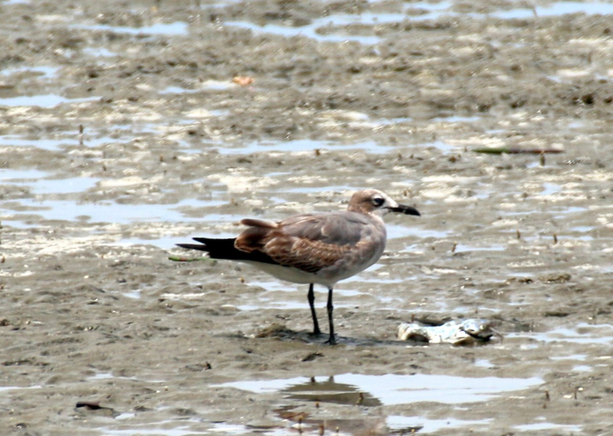 Laughing Gull - ML530197841