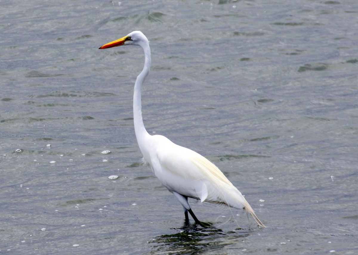 Great Egret - ML530197971