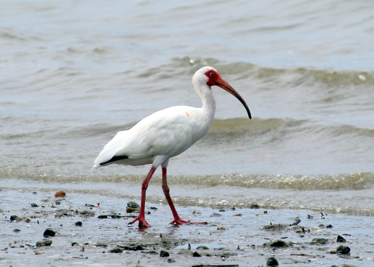 ibis bílý - ML530198201