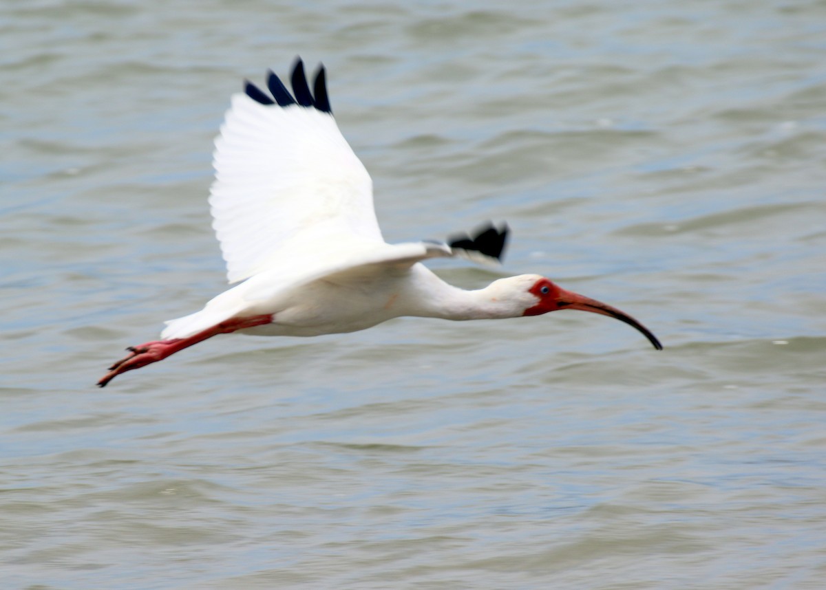 ibis bílý - ML530198231