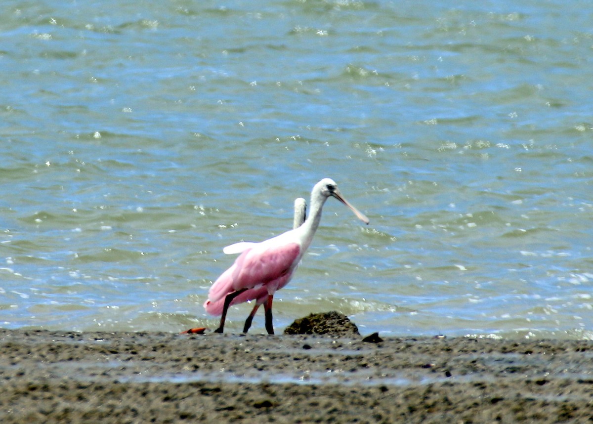 Roseate Spoonbill - Angela Conry