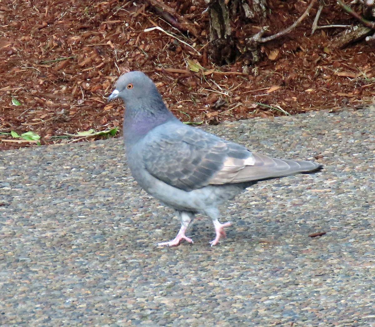 Rock Pigeon (Feral Pigeon) - Jim Scott