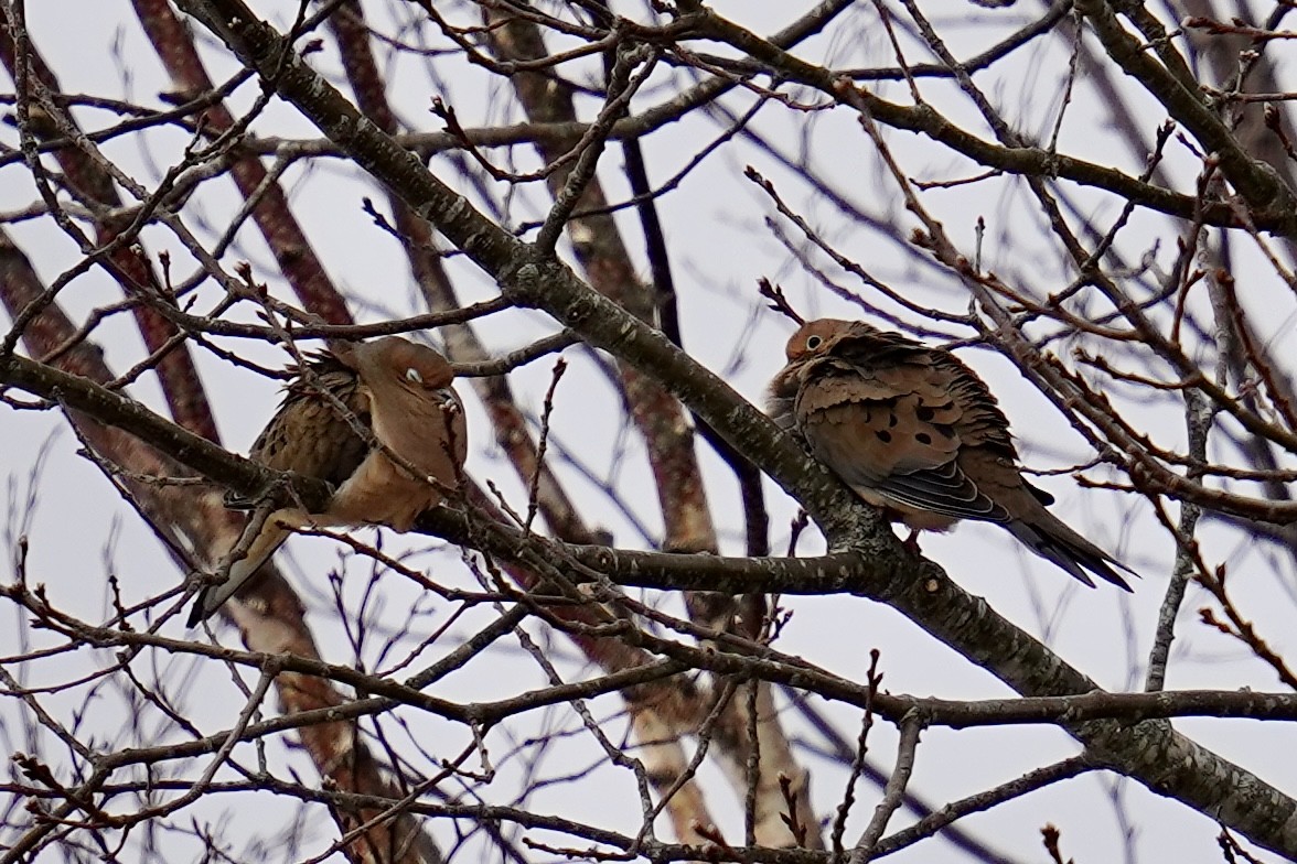 Mourning Dove - ML530198851