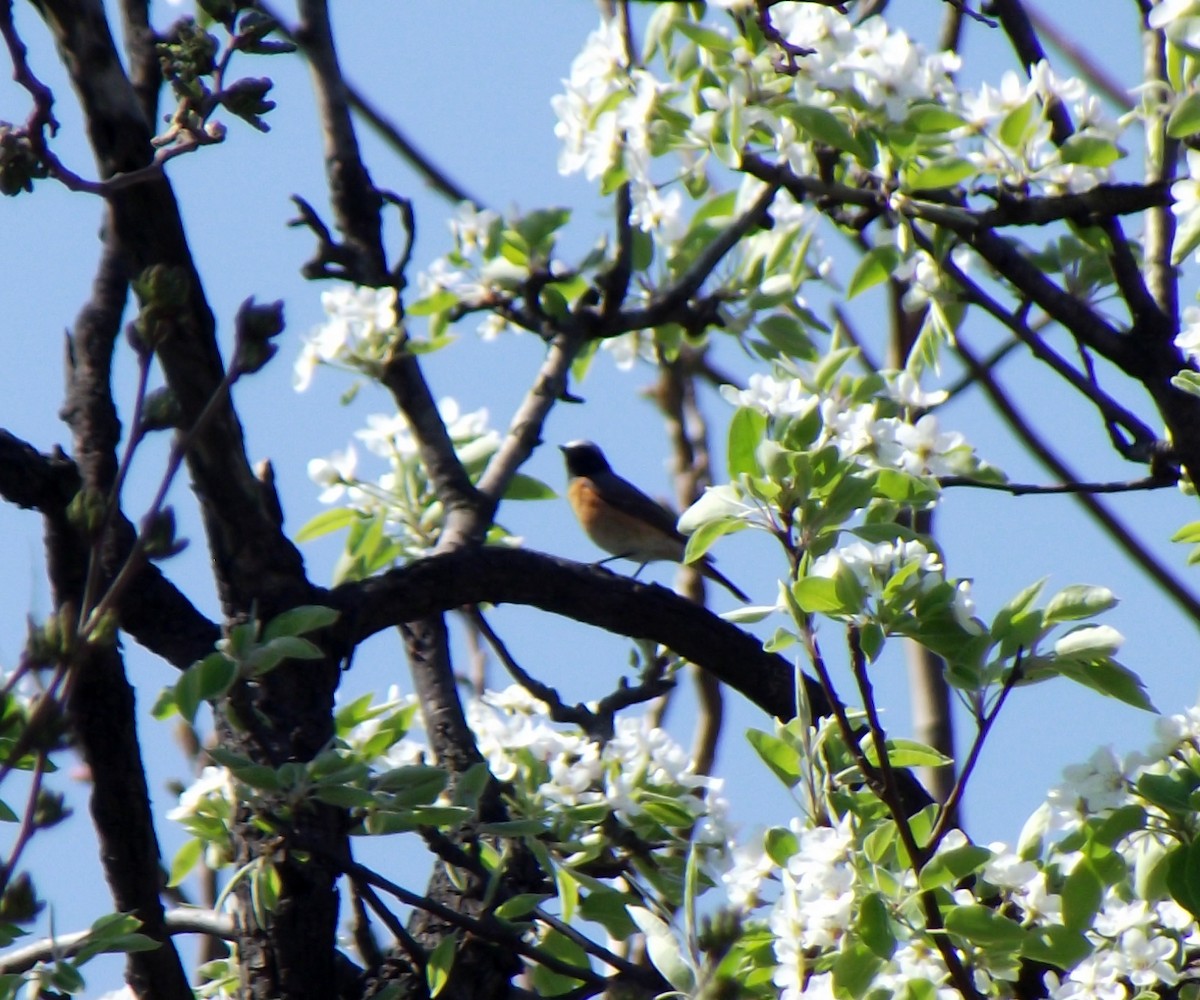 Common Redstart - ML53019951