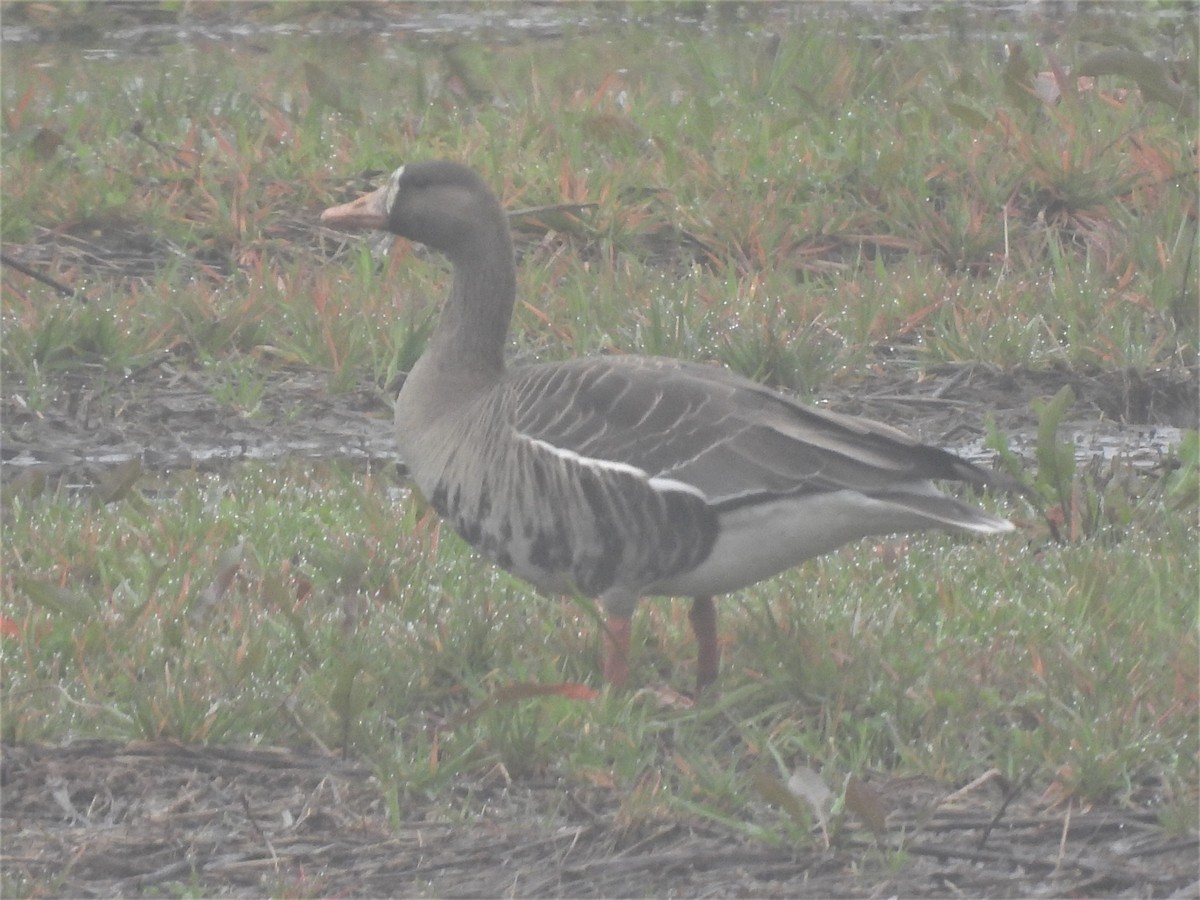 Greater White-fronted Goose - John McMahan