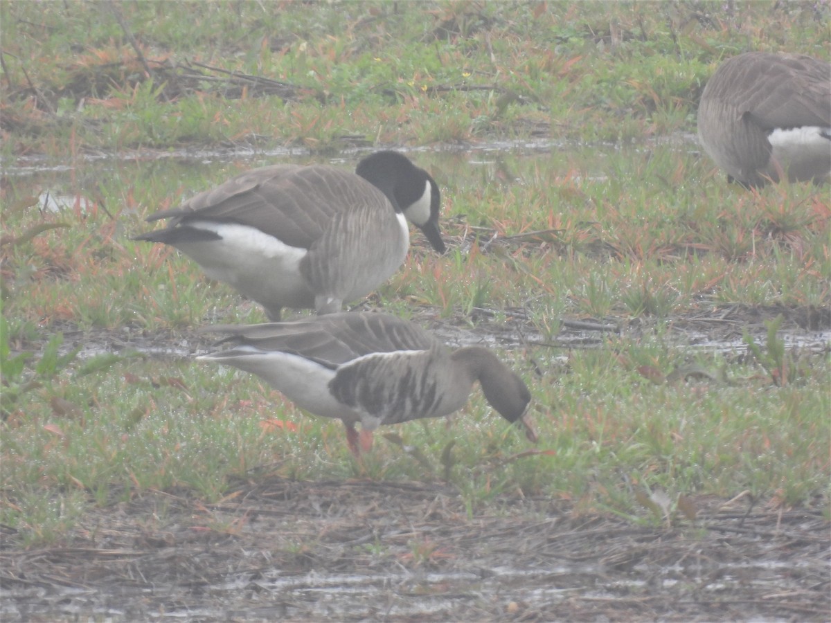 Greater White-fronted Goose - John McMahan