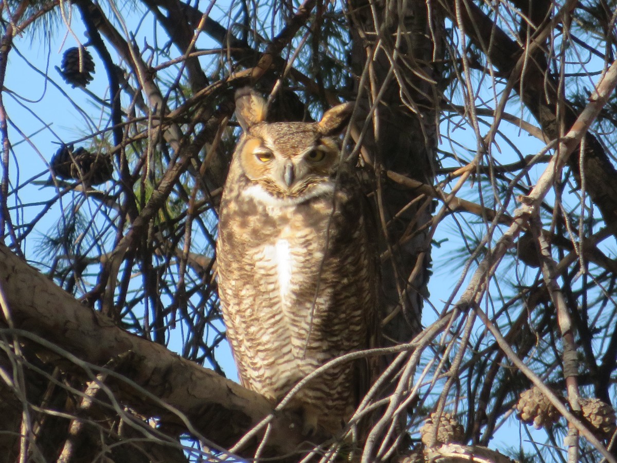 Great Horned Owl - ML530200761