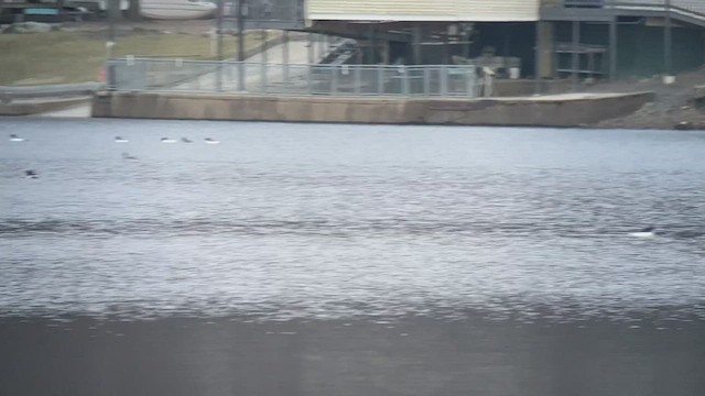Common Merganser - ML530200781