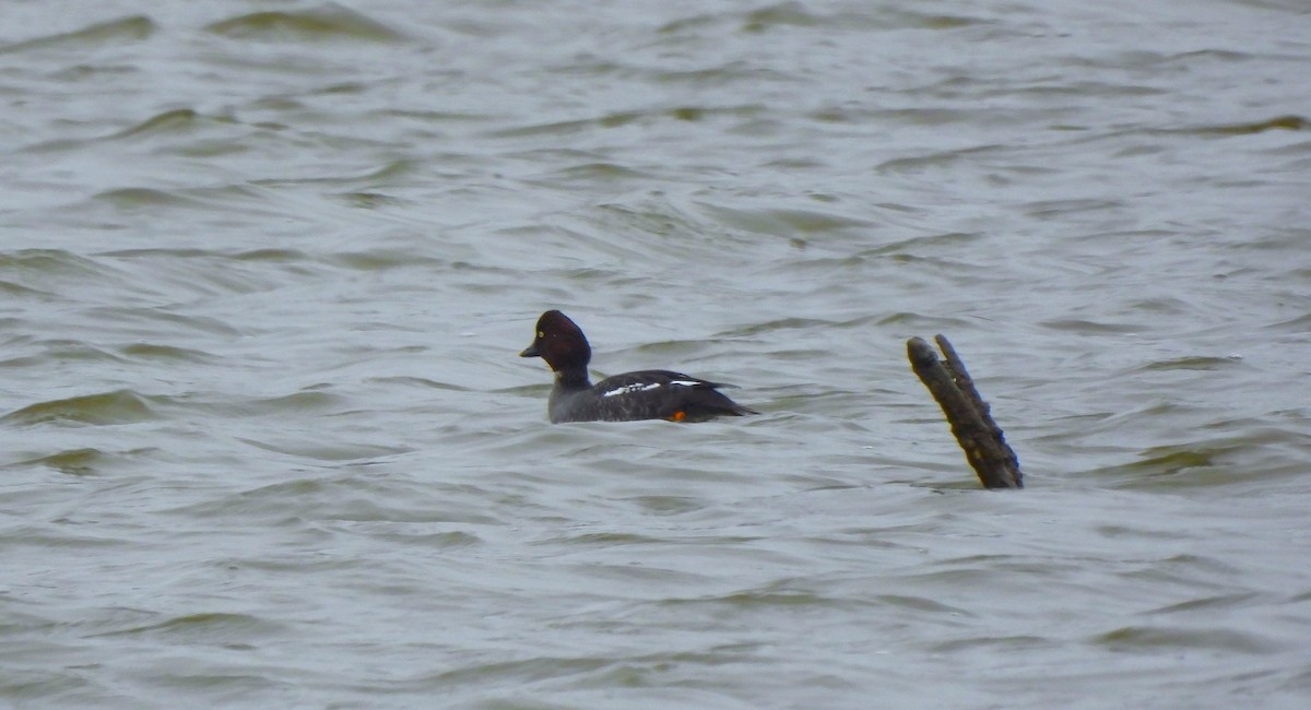 Common Goldeneye - ML530201061