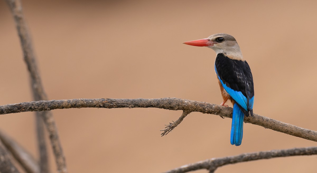 Gray-headed Kingfisher - ML530201991
