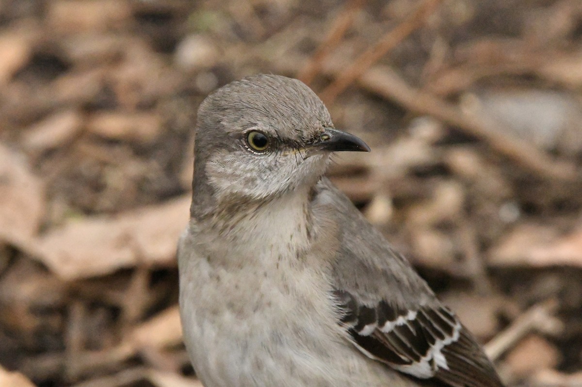 Northern Mockingbird - ML530202071