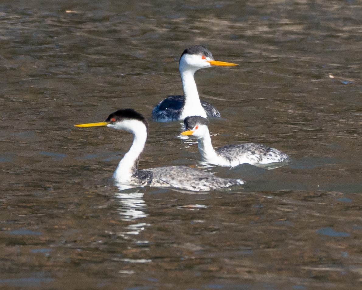 Western Grebe - ML530202131