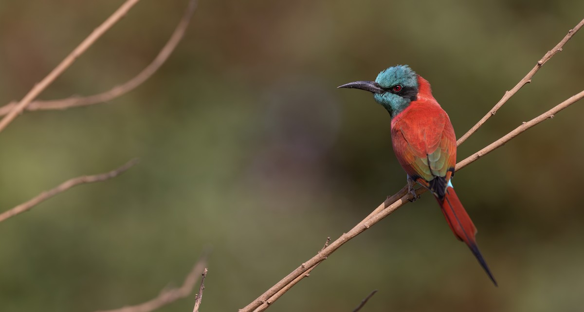 Northern Carmine Bee-eater - ML530202141