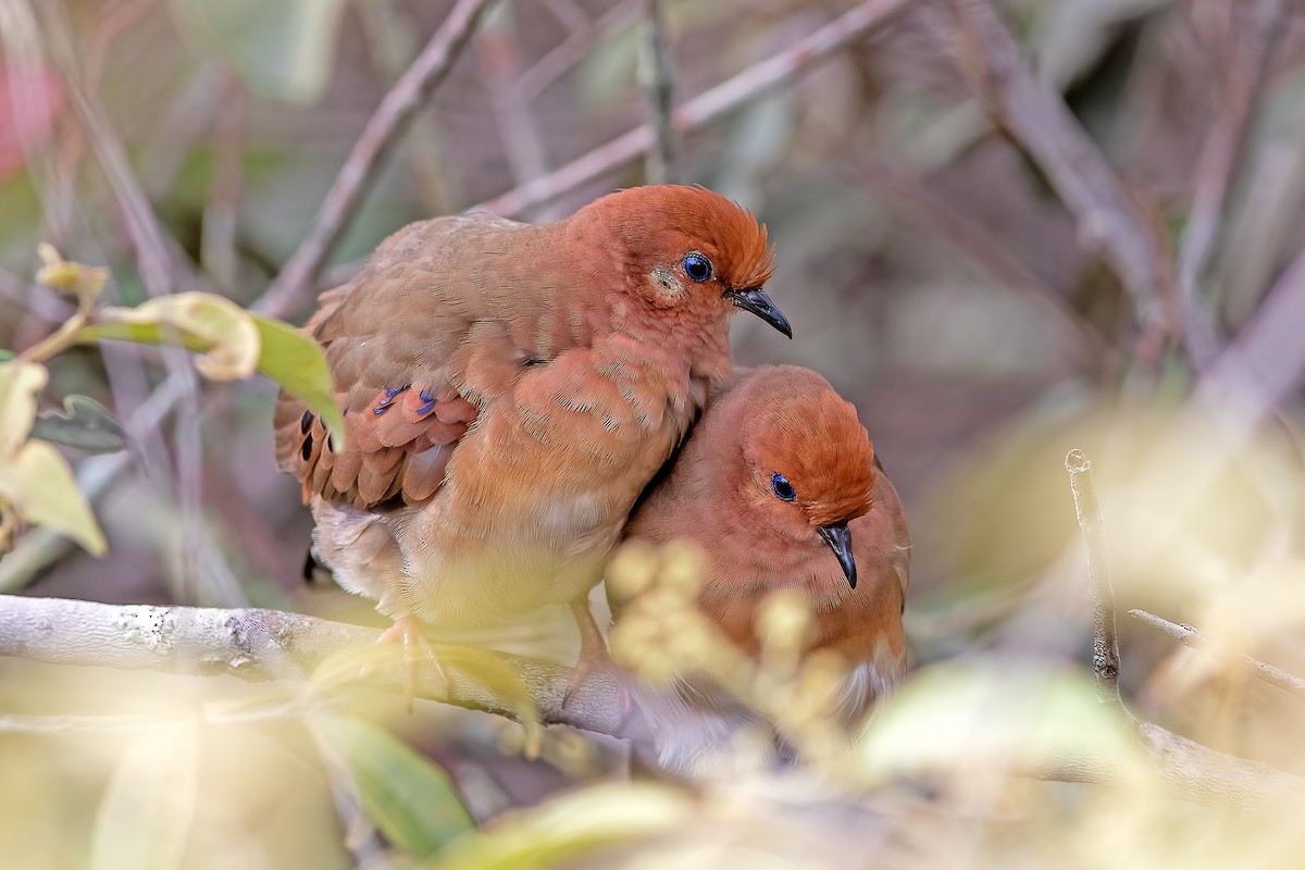 Blue-eyed Ground Dove - Fábio Giordano