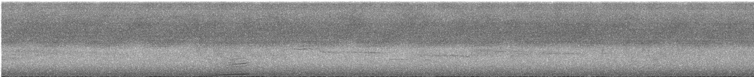 holub maorský - ML530202831