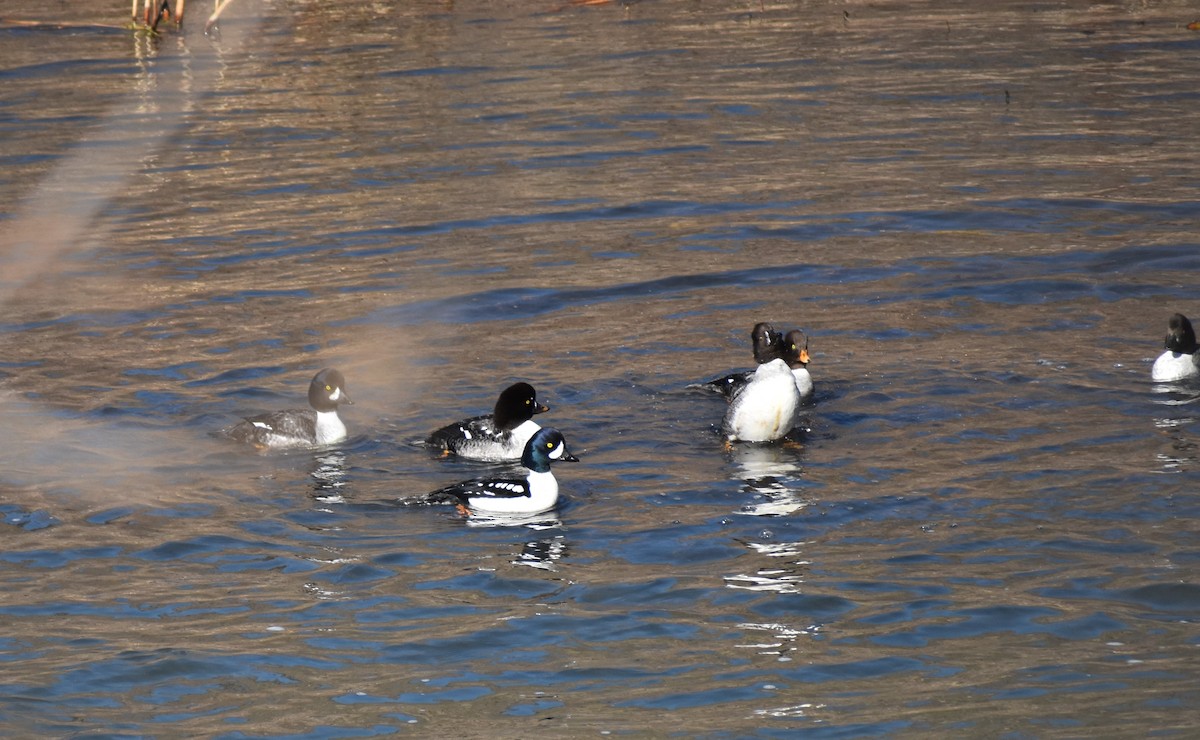 Barrow's Goldeneye - ML530203751