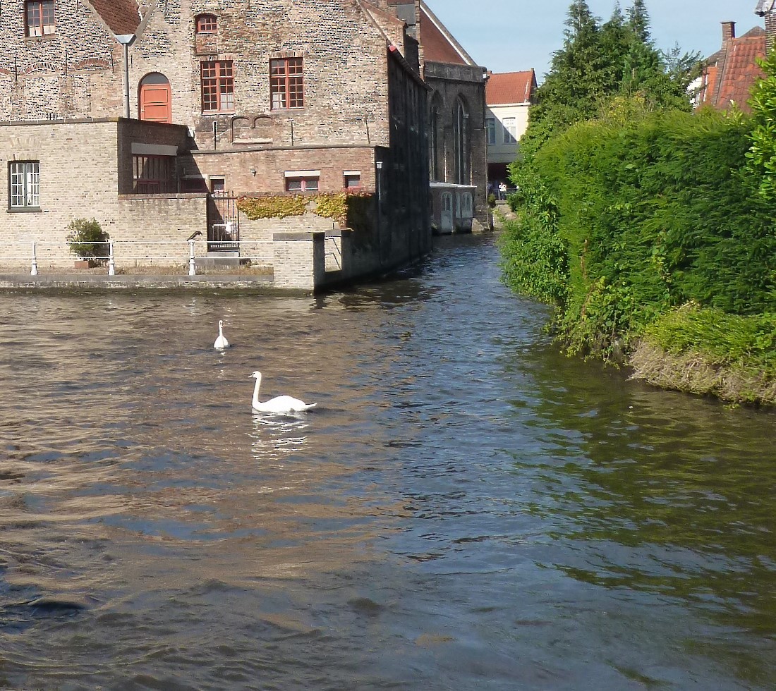 Mute Swan - ML530204851